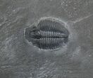Elrathia Trilobite In Matrix With Molt #6735-2